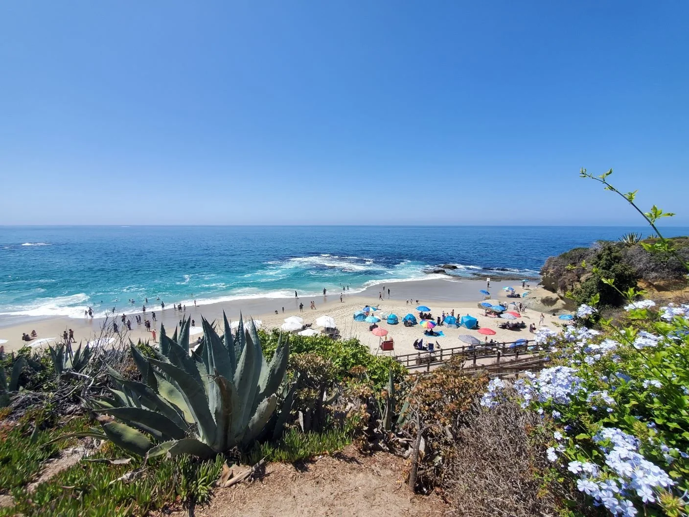 A Dog's Day Out in Laguna Beach - Have Pupper Will Travel